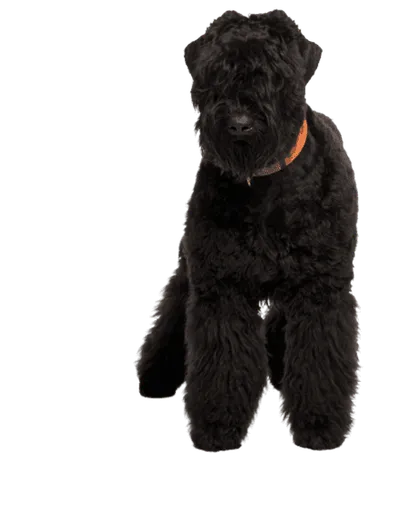 Russischer-Schwarzer-Terrier