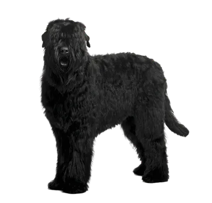 Russischer-Schwarzer-Terrier-2