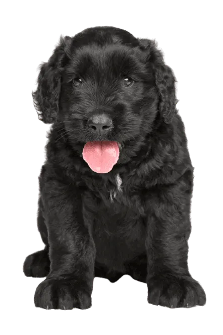 Bild für Russischer Schwarzer Terrier