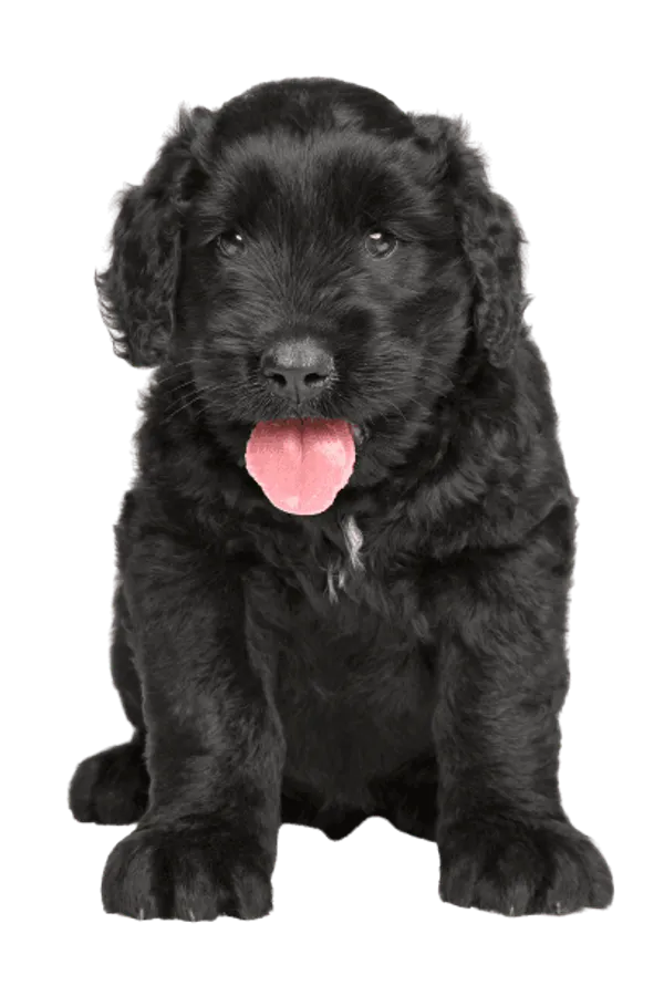 Russischer Schwarzer Terrier Bild