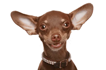 Bild für Russkiy Toy