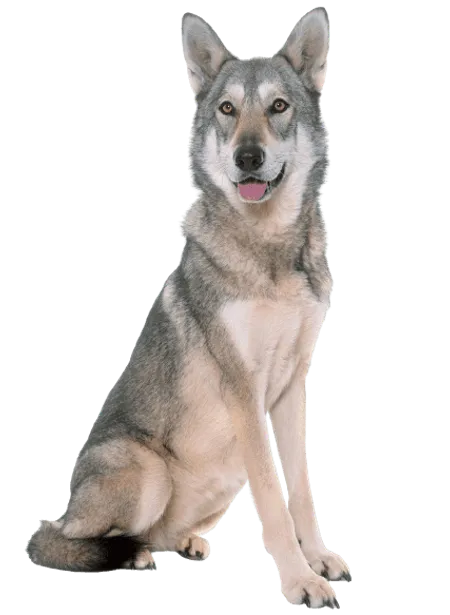 Bild für Saarlooswolfhund