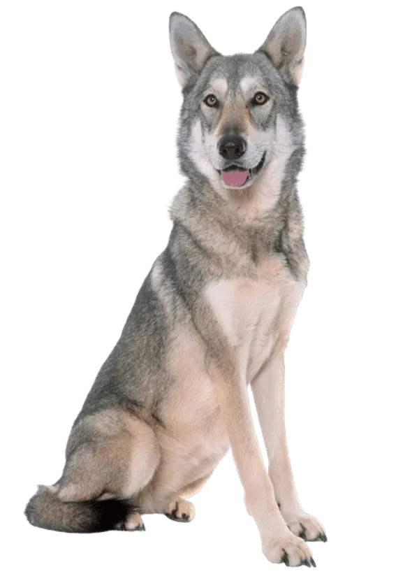 Saarlooswolfhund Bild