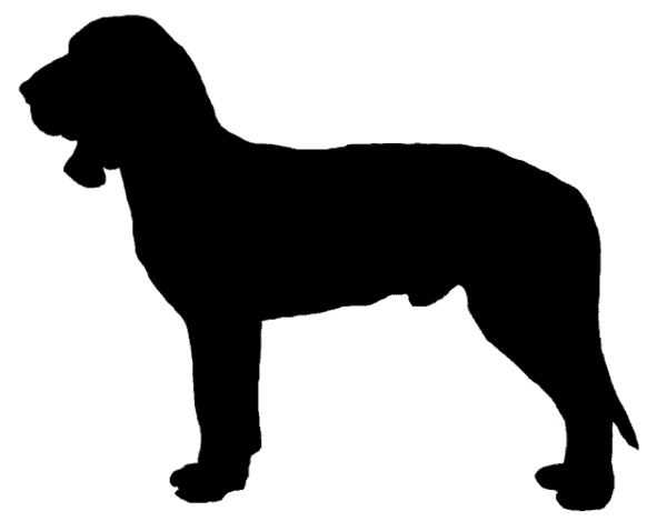 Sabueso Español Bild