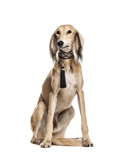 Saluki