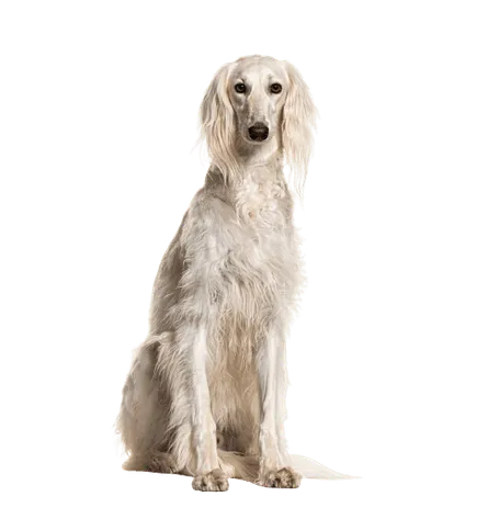 Saluki
