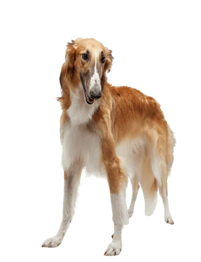 Saluki