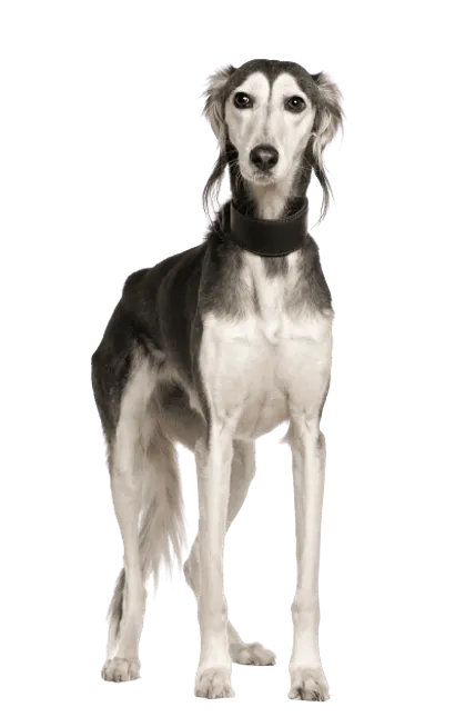 Saluki