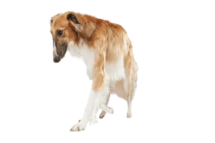 Saluki