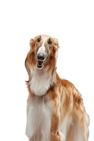 Saluki