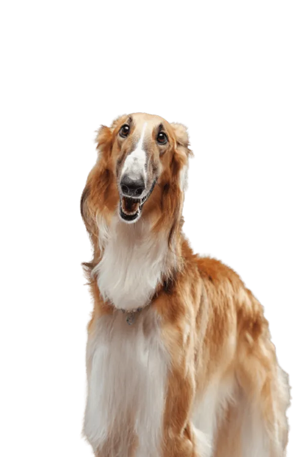 Saluki Bild