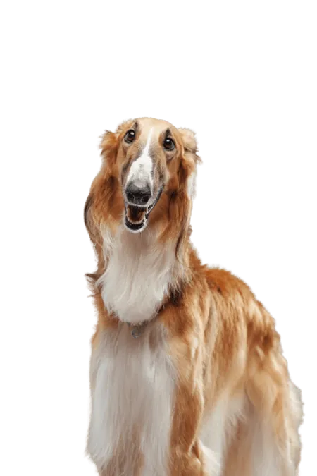 Bild für Saluki