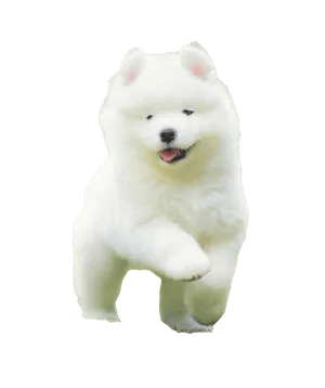 Samojede puppy 1