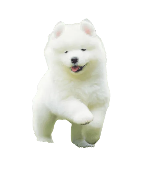Samojede puppy 1