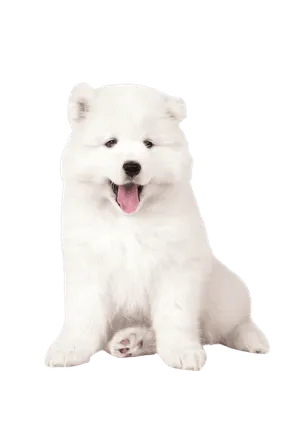 Samojede