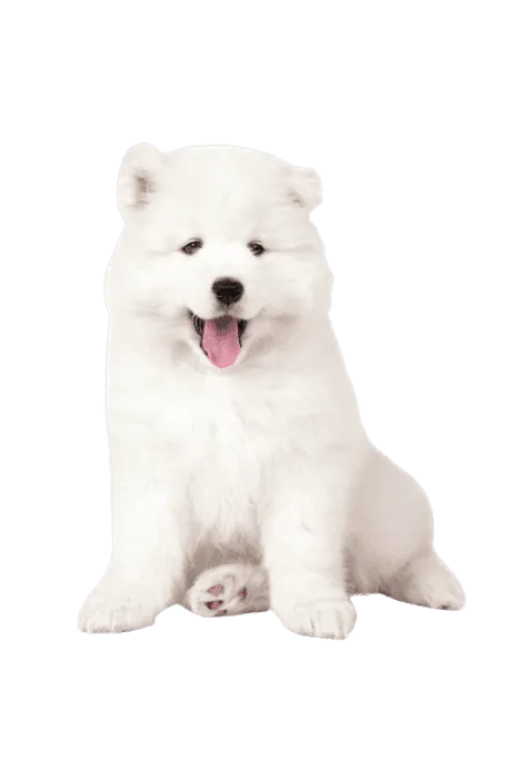 Samojede Puppy