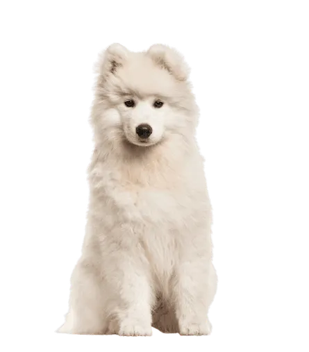 Samojede puppy 2