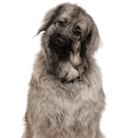 Bild für Šarplaninac