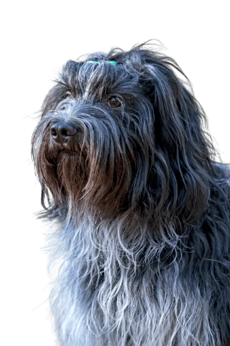 Bild für Schapendoes