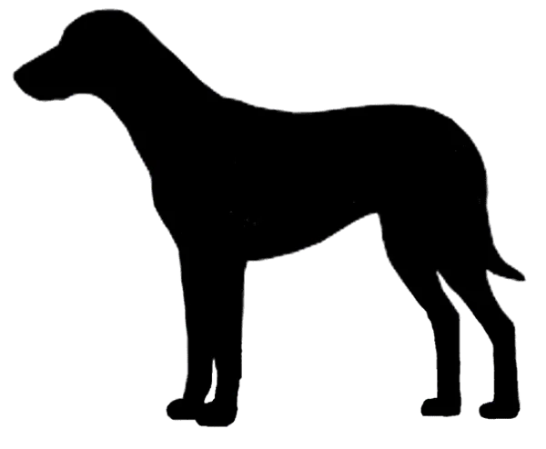 Schillerstövare Bild