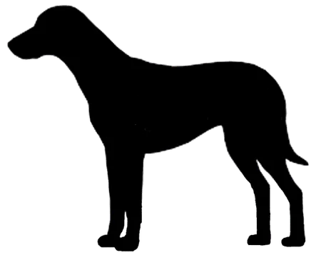 Bild für Schillerstövare