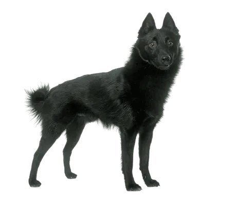 Schipperke