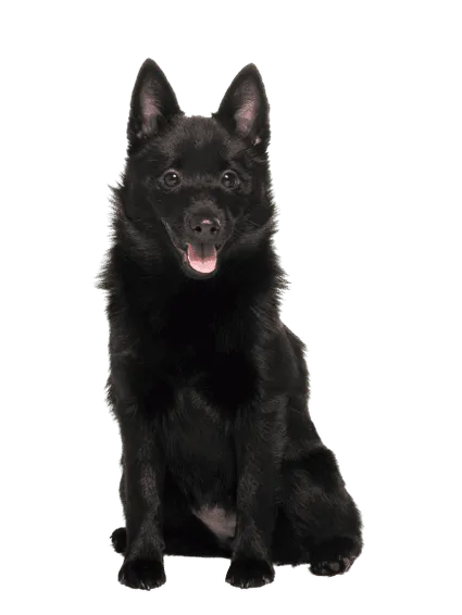 Schipperke (4)