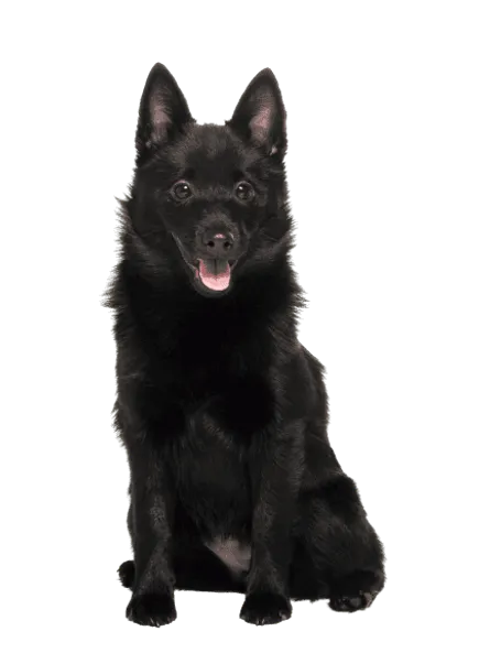 Schipperke (4)