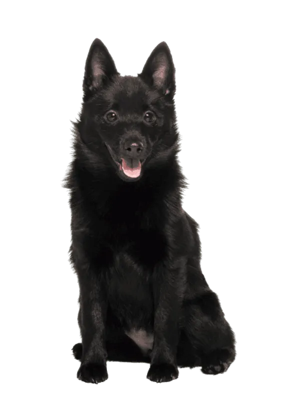 Schipperke Bild