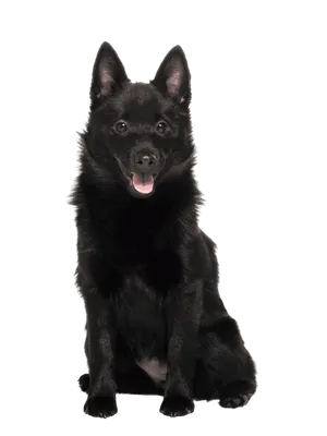 Schipperke