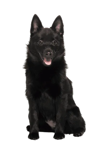 Bild für Schipperke