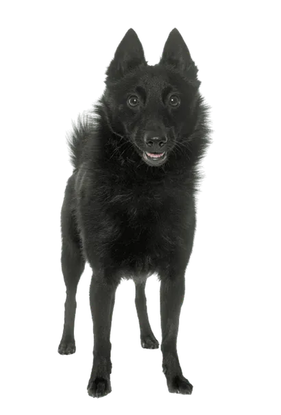 Schipperke