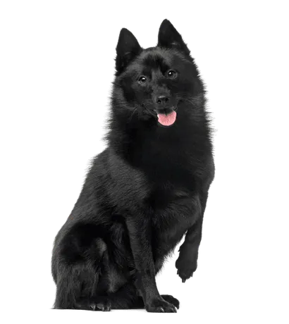 Schipperke