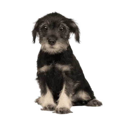 Standard Schnauzer (5)