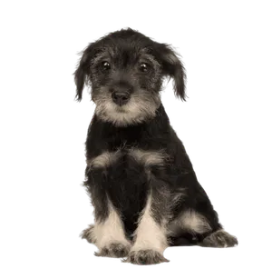 Standard Schnauzer (5)