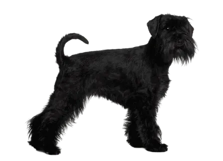 Standard Schnauzer (3)