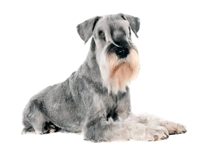 Standard Schnauzer (4)