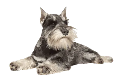 Schnauzer (6)