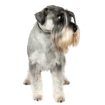Standard Schnauzer (2)