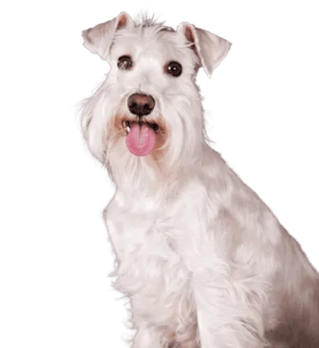 Bild für Schnauzer