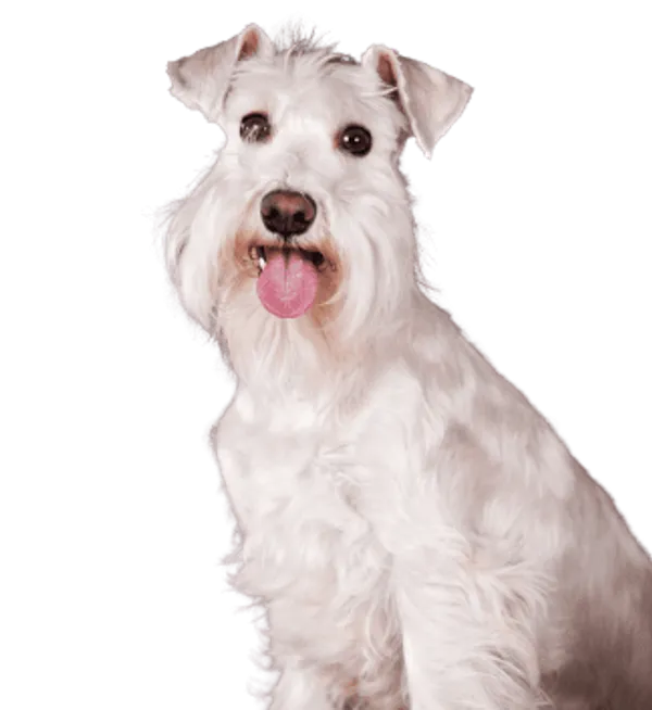 Schnauzer Bild
