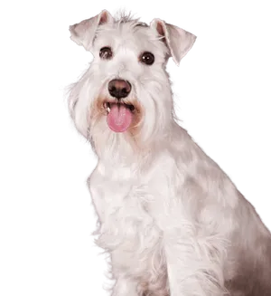 Schnauzer