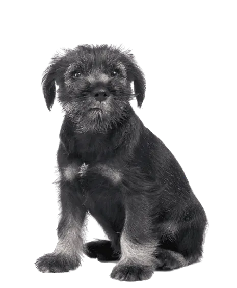Schnauzer (Mittelschnauzer)