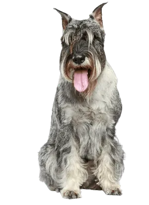 Schnauzer (Mittelschnauzer)