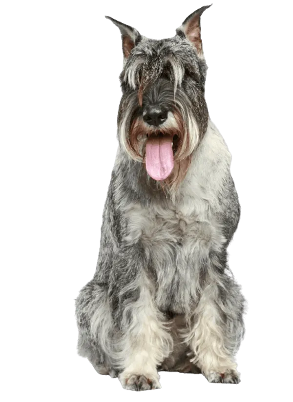 Schnauzer (Mittelschnauzer) Bild