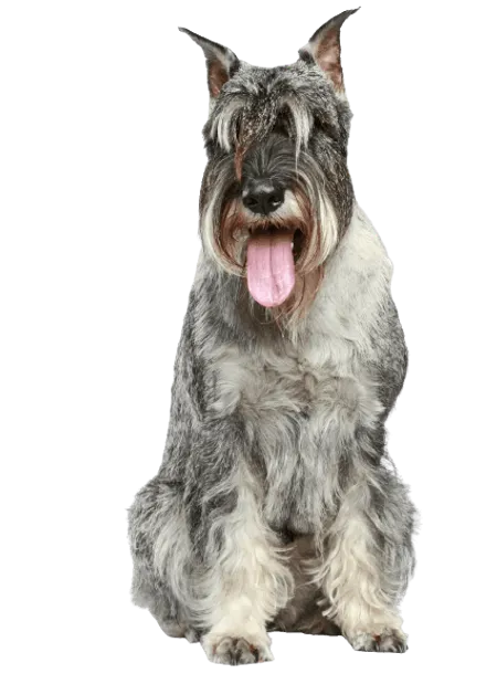 Bild für Schnauzer (Mittelschnauzer)