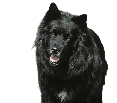 Bild für Schwedischer Lapphund