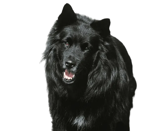 Schwedischer Lapphund Bild