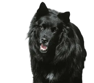 Schwedischer Lapphund