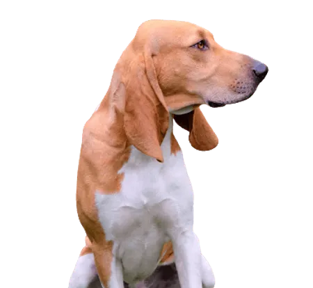 Bild für Schweizer Laufhund